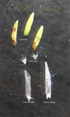  Pedicelled spikelet-Parts of upper floret